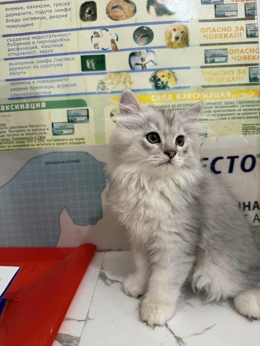 Британска дългокосместа сребърна  чинчила