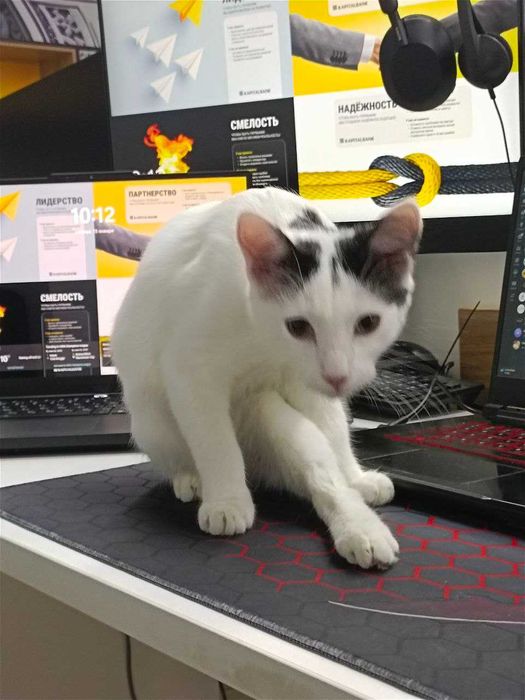 Кот отдам даром в хорошие руки