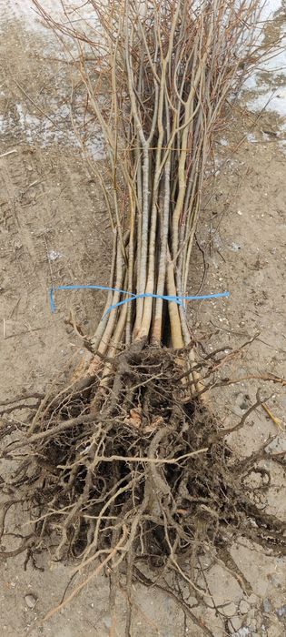 Puieți de Tei mirositor