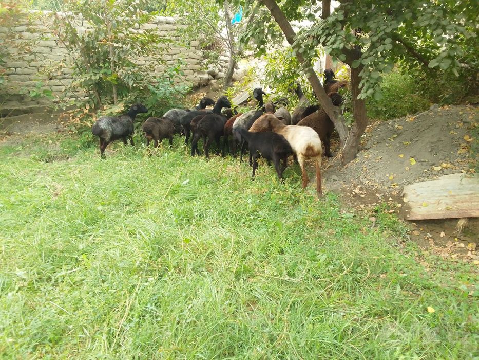 Qo'ylar sotiladi