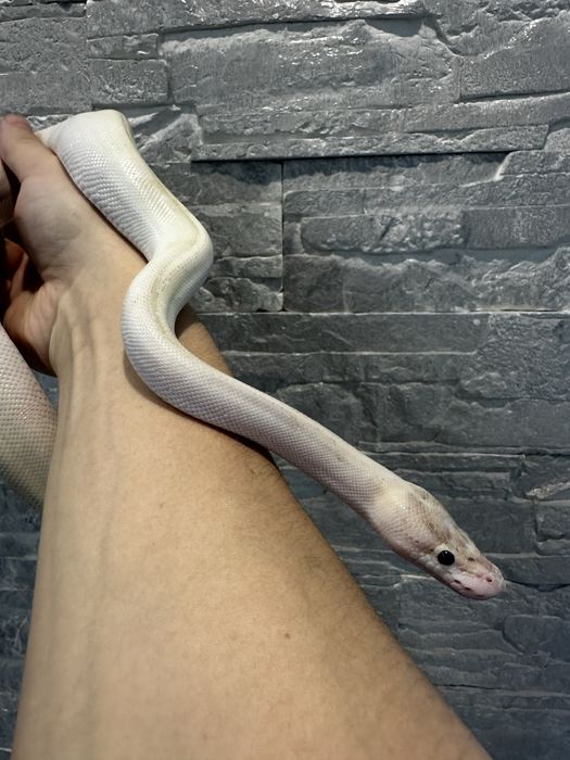 Королевский питон