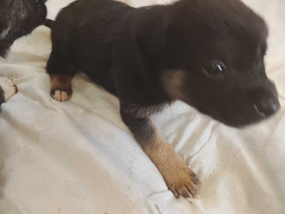 Отдам щенят девочки