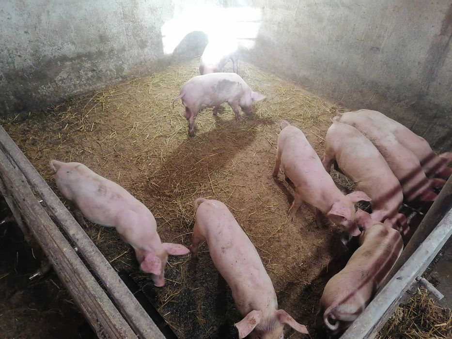 Продавам малки прасета