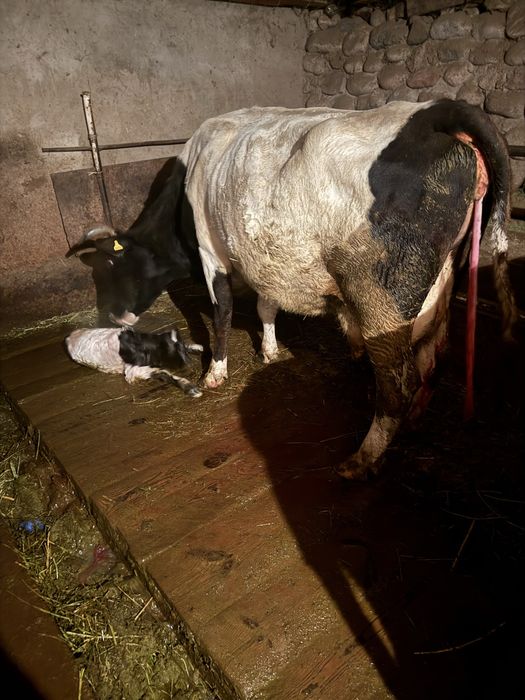 продаю коров молочных