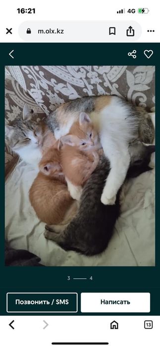 Котята сомалийской пароды