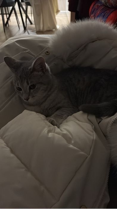 Отдам кота в добрые руки
