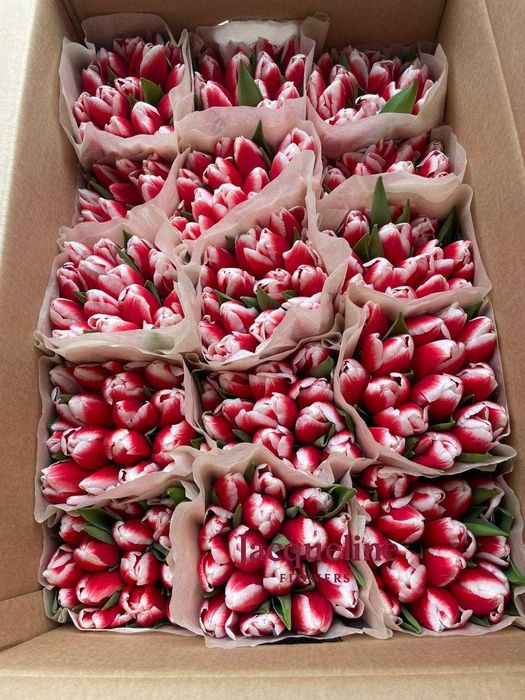 Премиальные местные тюльпаны оптом
