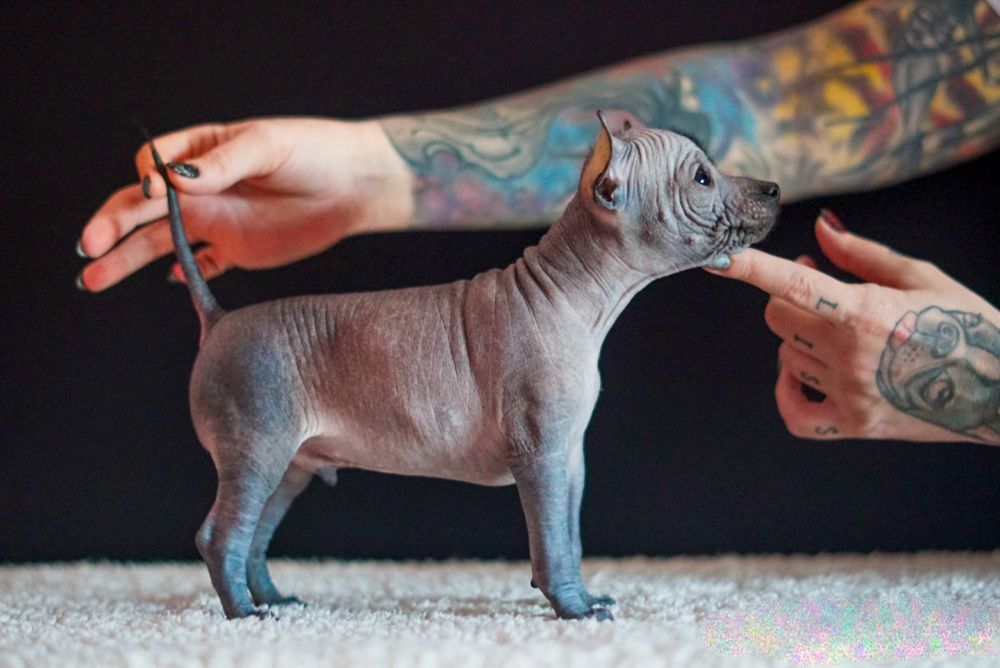 Xolo mini/xoloitzcuintli mini/mexican fara par cu pedigree - baietel