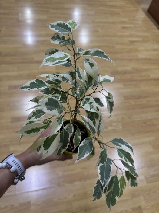 Сортовые фикусы