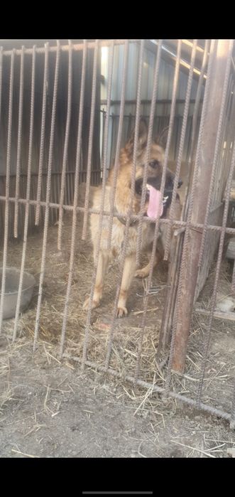 Немецская афчарка