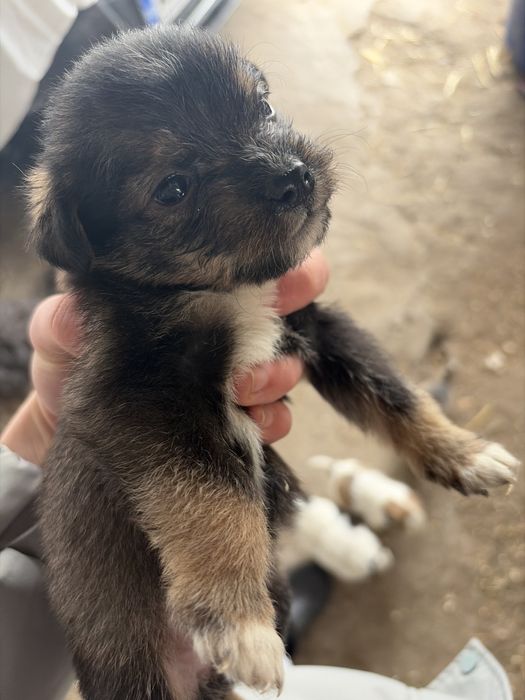 Căței adorabili 1 luna mananca singuri,adoptie iubitoare