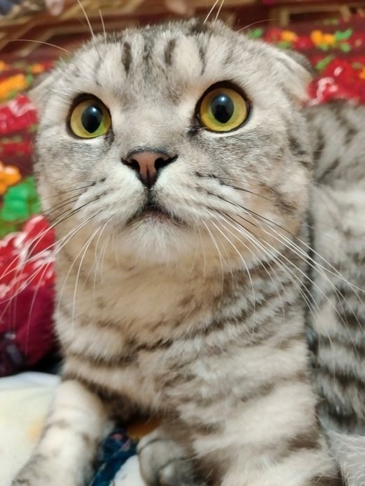 Skotish fold 1 yosh toza mushuk