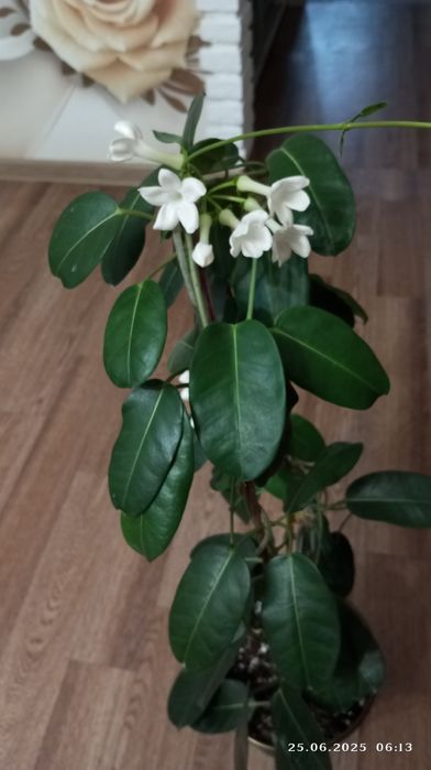 Стефанотис ( Мадагаскарский жасмин)