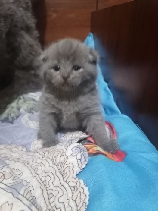 Продаются котята скоттиш фолд вислоухие. Осталась одна девочка.