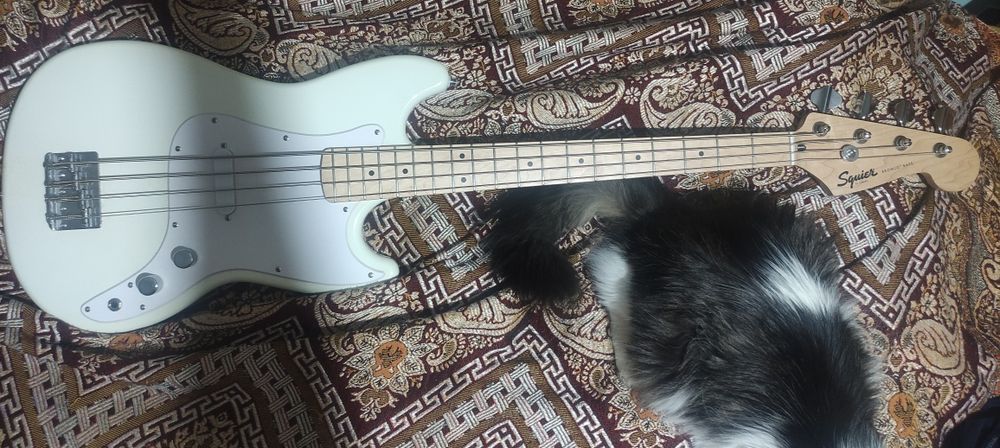 Короткомензурный Squier Bronko Bass