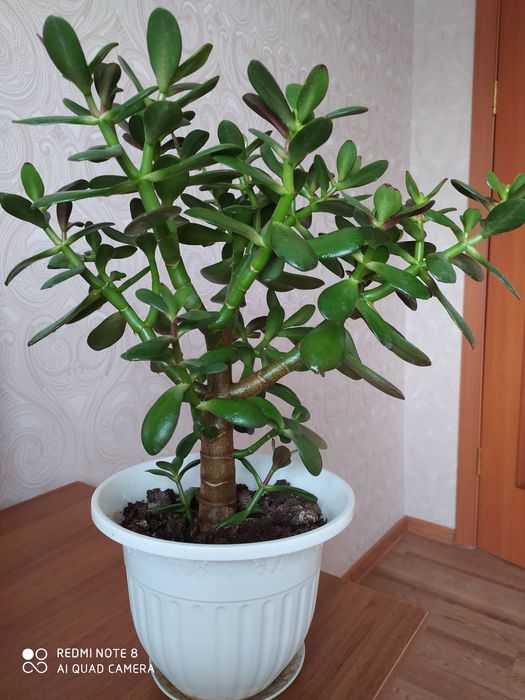 Толстянка денежное дерево