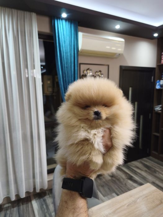 Померан мъжки и женски