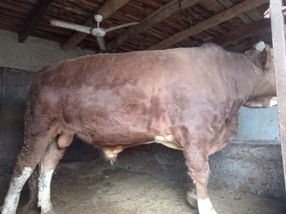 Simintal Toza zotga Sotiladi