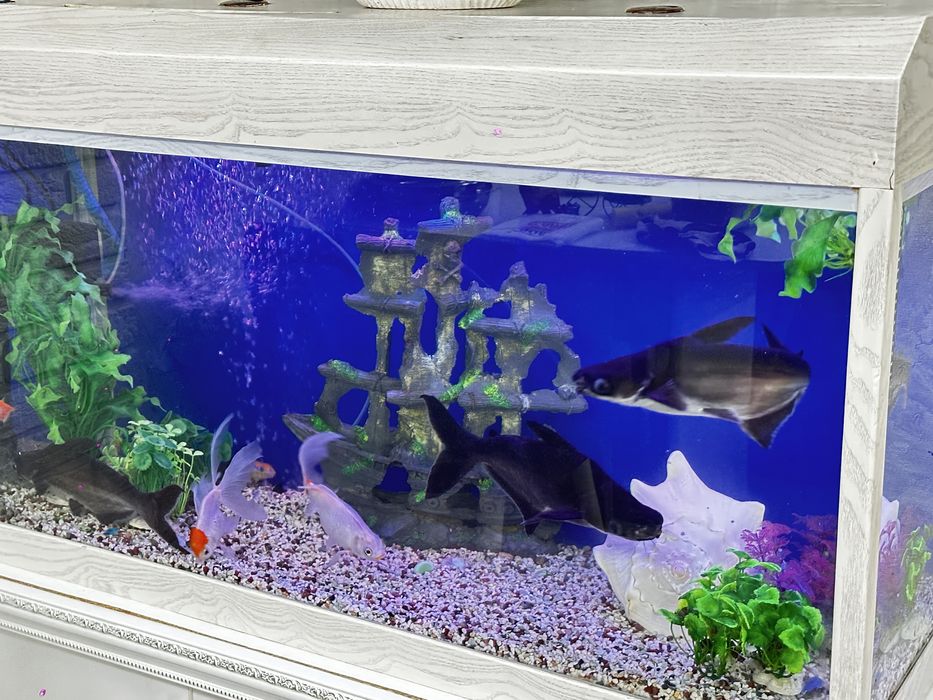 Аквариум с рыбками