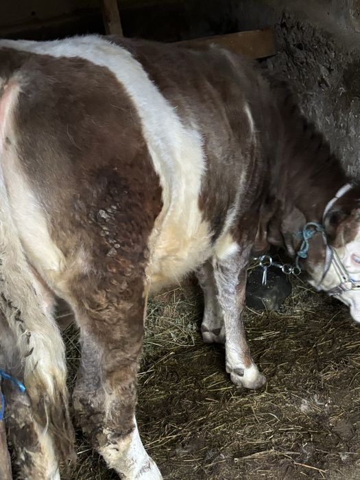 Vand vitica de 5 luni