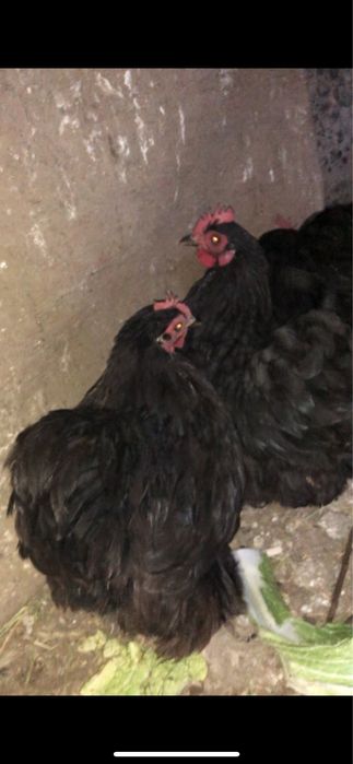 Карликовый кохинхиндер бар