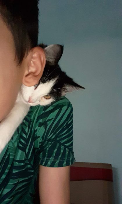 Потерялся кот...