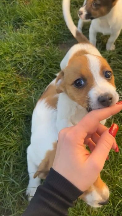 Джакче момиченце!