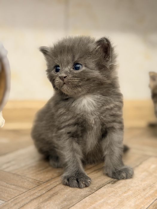 котенок мальчик в добрые руки