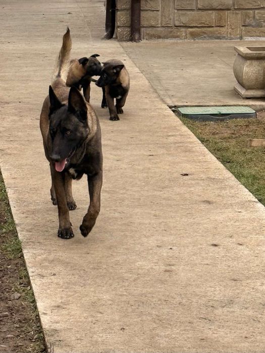 Белгийска овчарка Малиноа