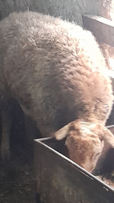 Семіз қой ірі ..