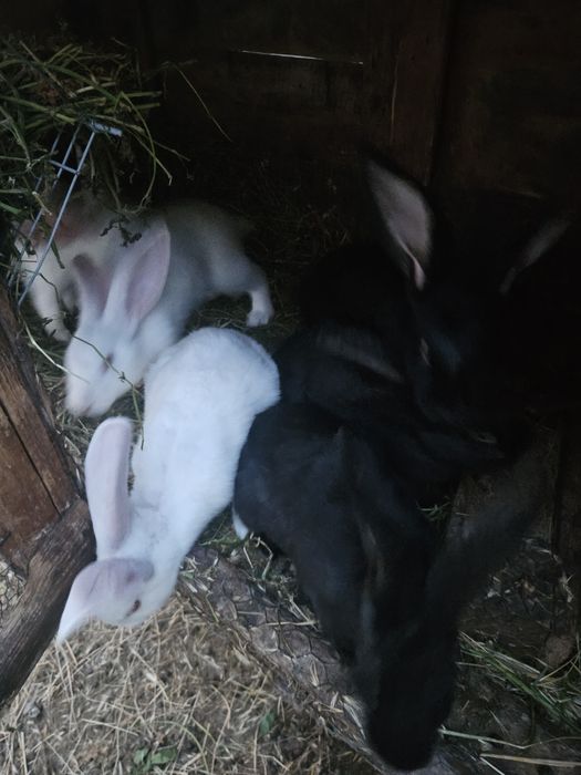 Schimb iepuri cu pasari