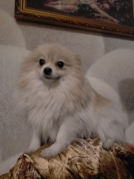 Пр.щенков мини шпица девочка и мальчик 1 мес