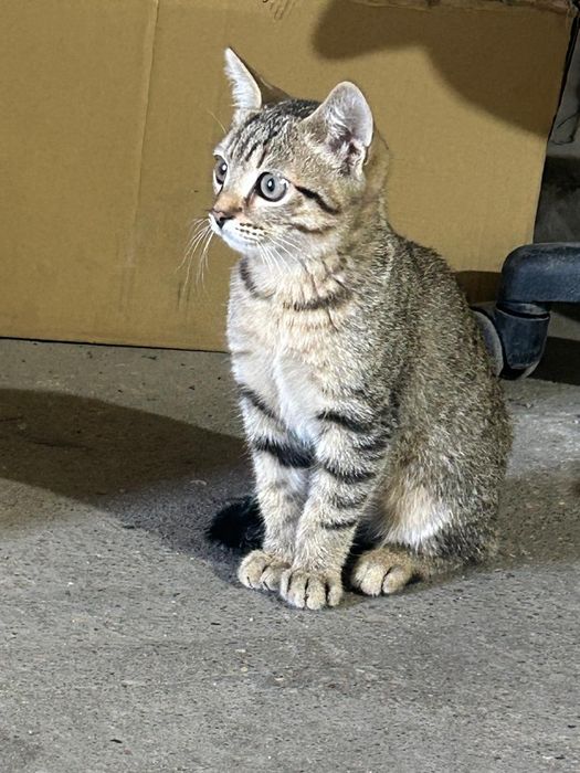 Отдам красивого котёнка