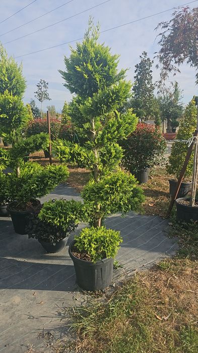 Leylandii- Spirale - Arizonica - Pon Pon - Prunus laucerasus Photinia