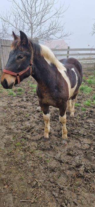 Manz tarcat de 6 luni