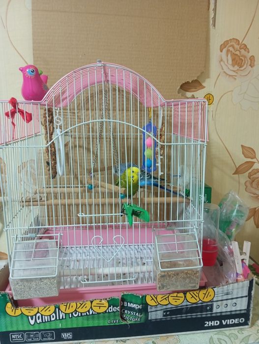 Продам Попугаев Мальчик и Девочка