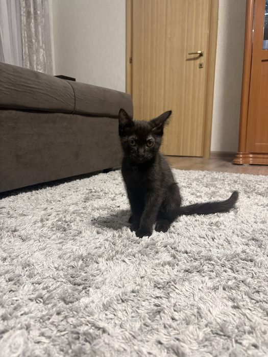 Котенок в хорошие руки