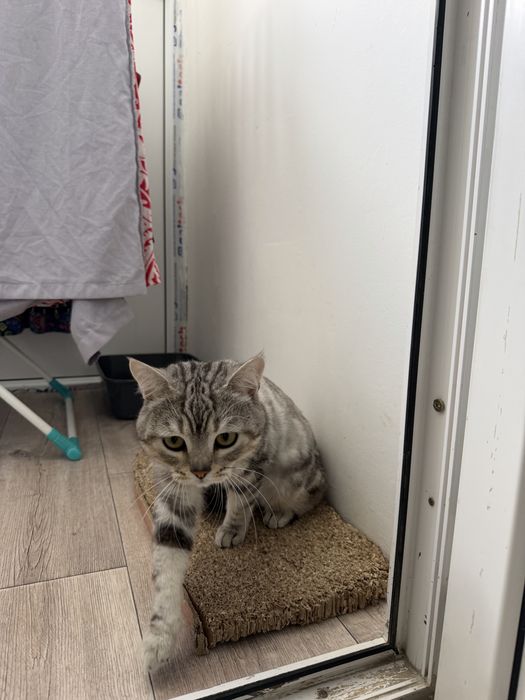 Вязка кот шотландский