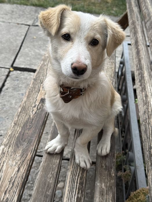 Отдам щенка, 6 месяцев.