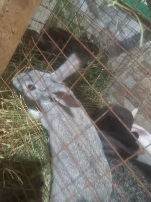 Куёнчалар сотилади