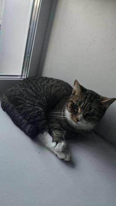 Отдам кошечку в хорошие руки!