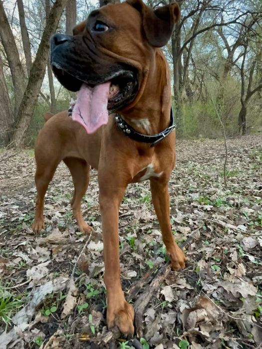 Продам собаку Боксер