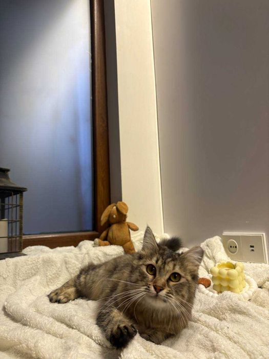 Подарю домашнюю кошечку