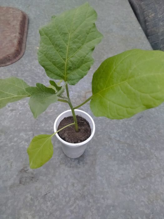 Продам рассаду овощей