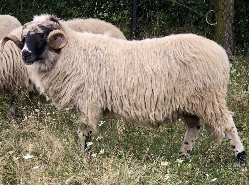 Berbec breaz de vânzare