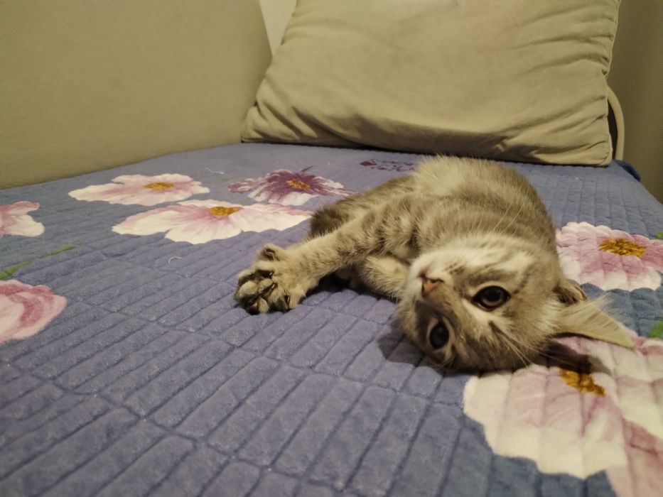 Котёнок в добрые руки