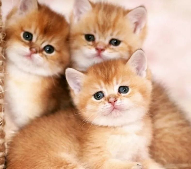 Британский Шиншилла  nu 11, 12 мальчик и девочка.