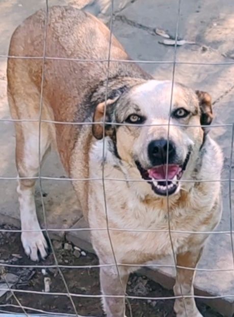 Catei pentru adoptie