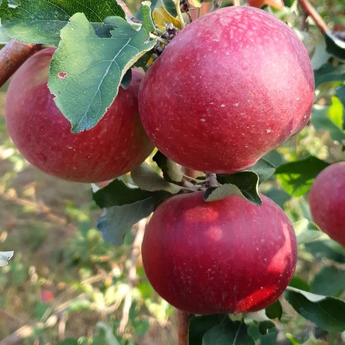 Крестьянское хозяйство 2.2 га