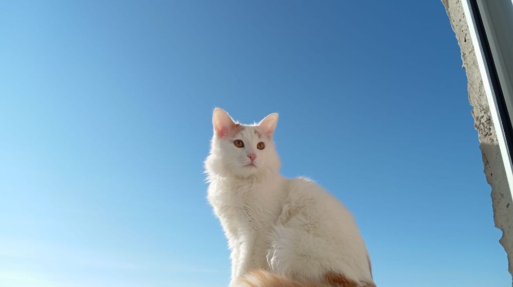 Милые котята в добрые руки